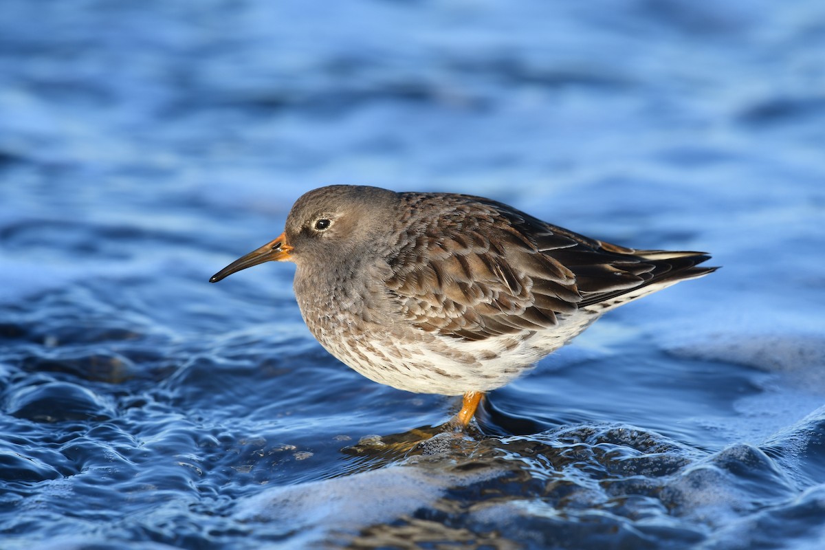 Purple Sandpiper - Feipeng Huang