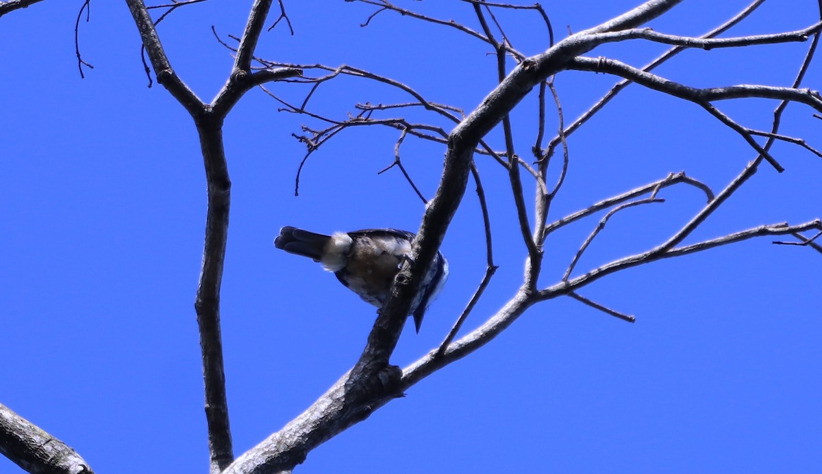 Buff-bellied Puffbird - Suzana Arakaki