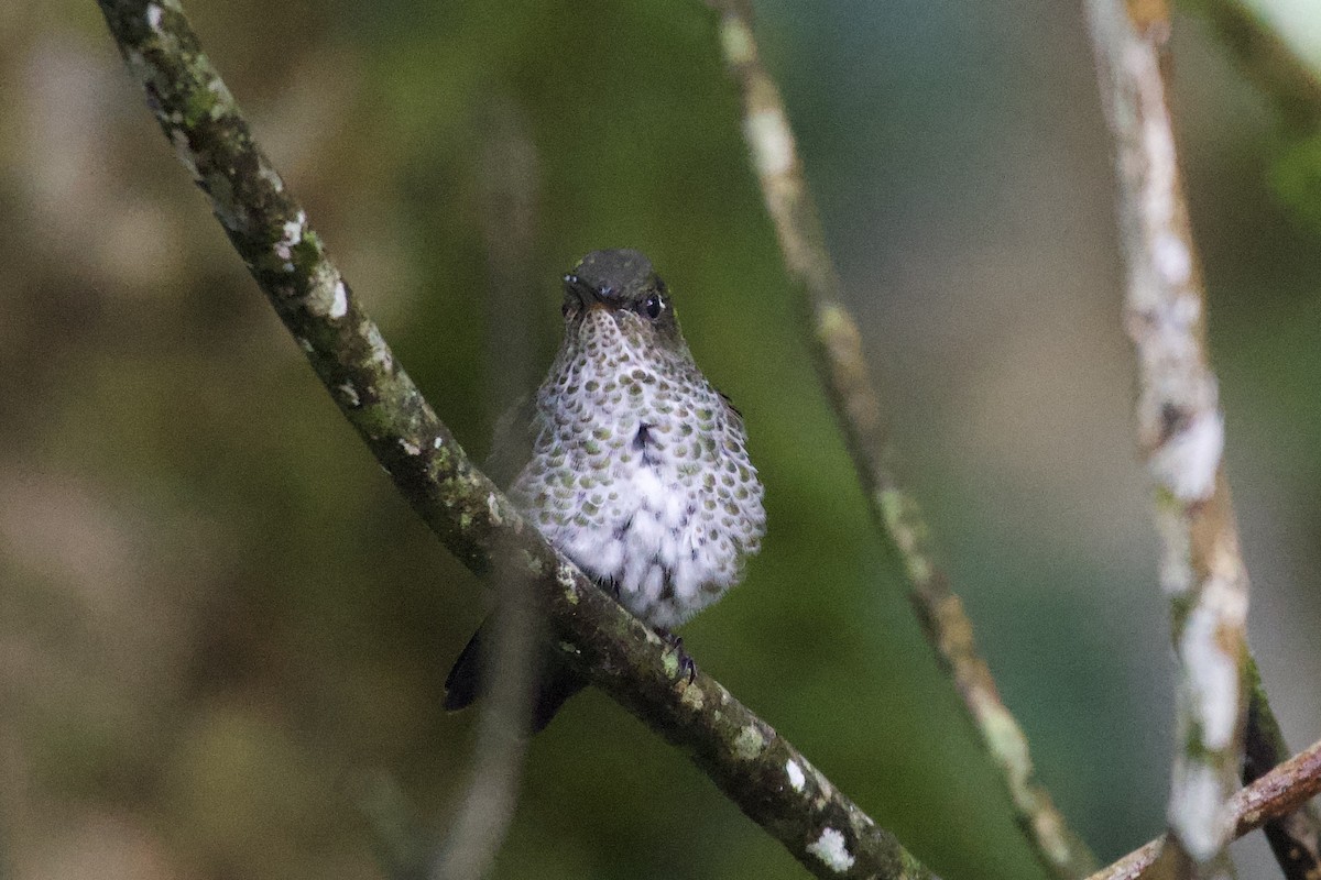 Many-spotted Hummingbird - ML615301608