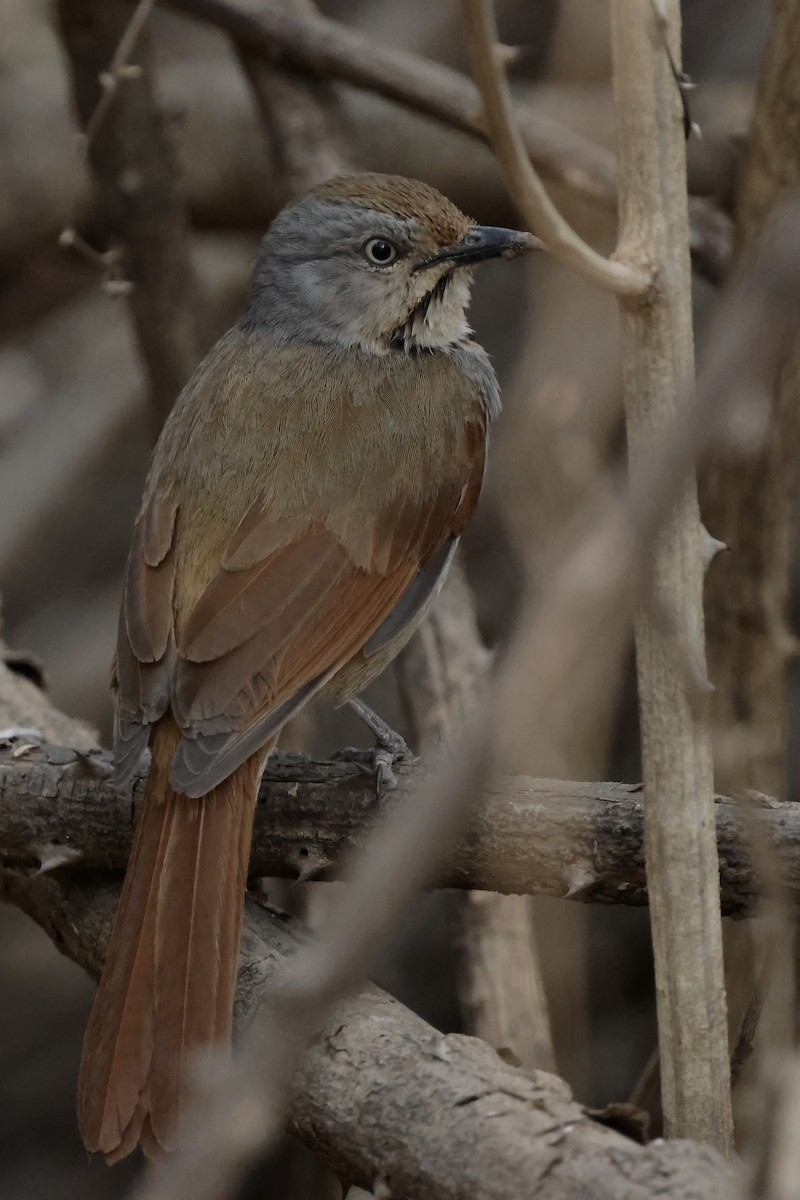 Collared Palm-Thrush - Miquel Àngel Garcia Reàdigos