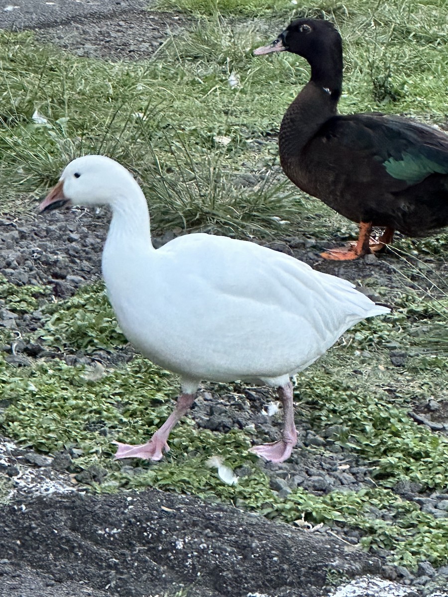 Snow Goose - ML615301644