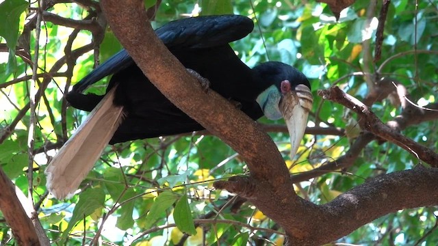 Wreathed Hornbill - ML615301648