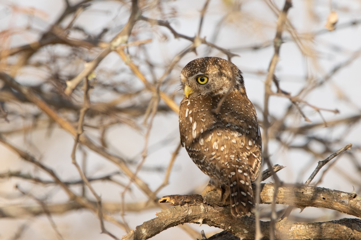 Pearl-spotted Owlet - Carsten Sekula