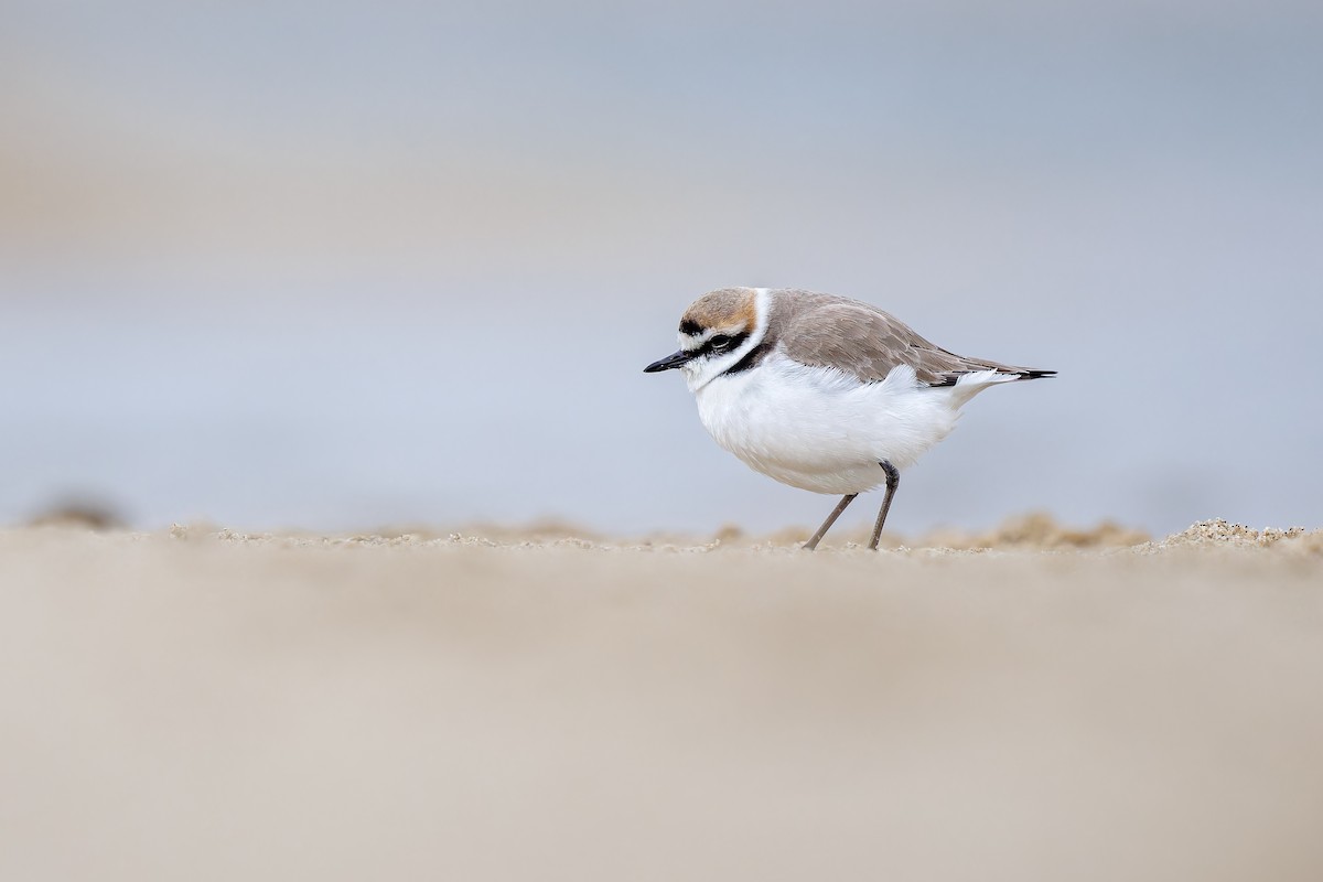 Kentish Plover - ML615301671