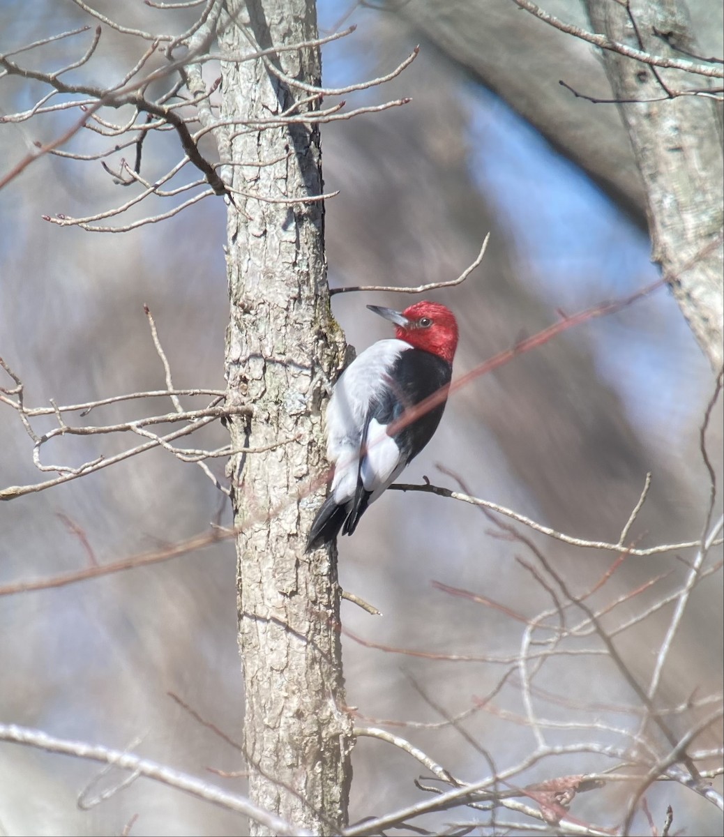 Red-headed Woodpecker - Robert Rask