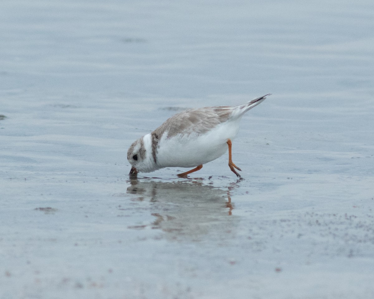 Piping Plover - ML615301695