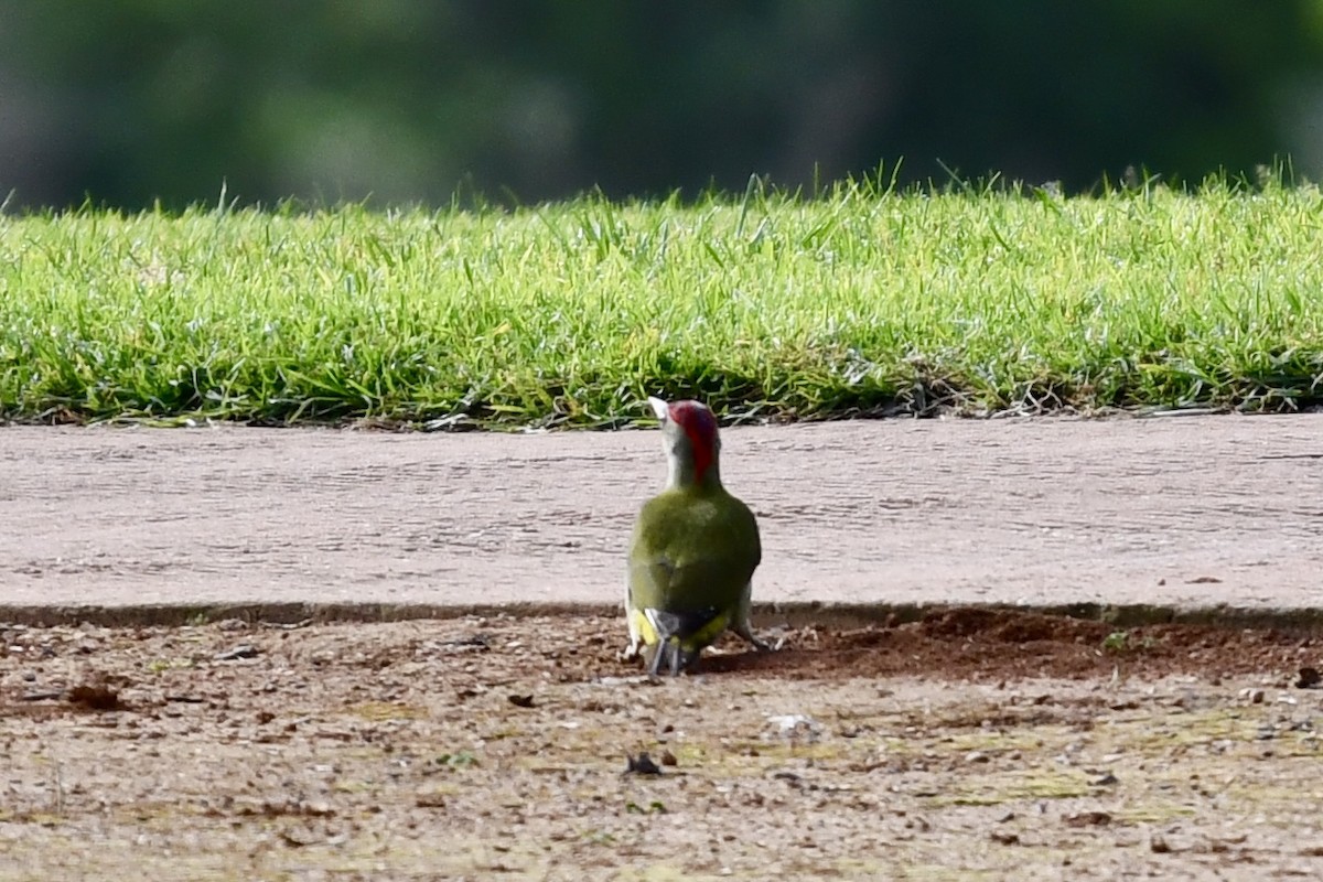 Iberian Green Woodpecker - ML615301707