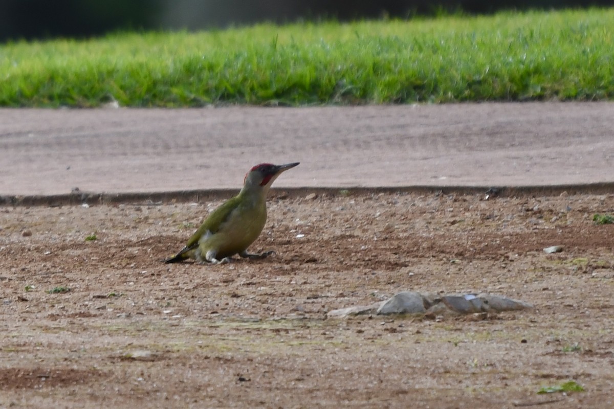 Iberian Green Woodpecker - ML615301708