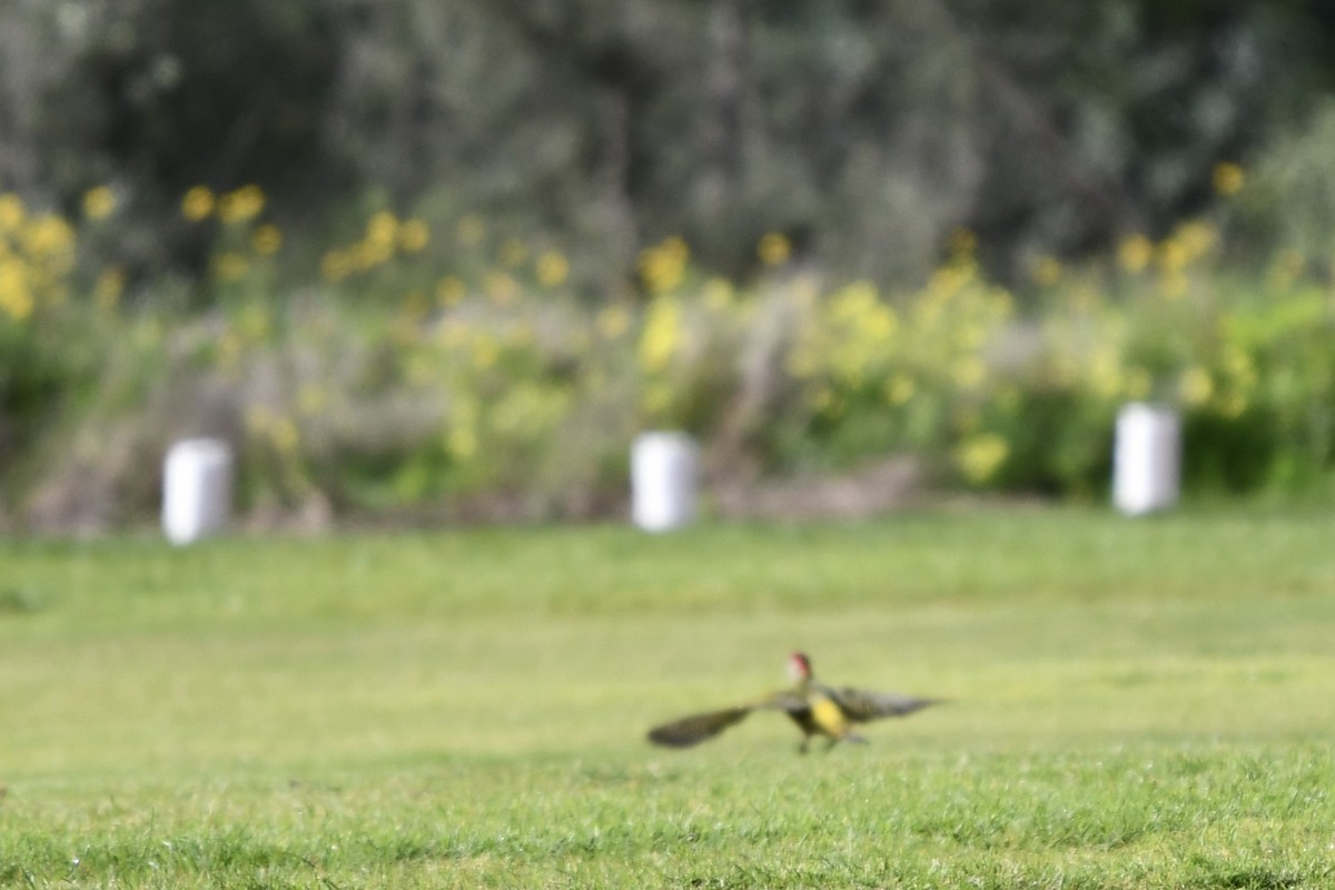 Iberian Green Woodpecker - Susan Holmes