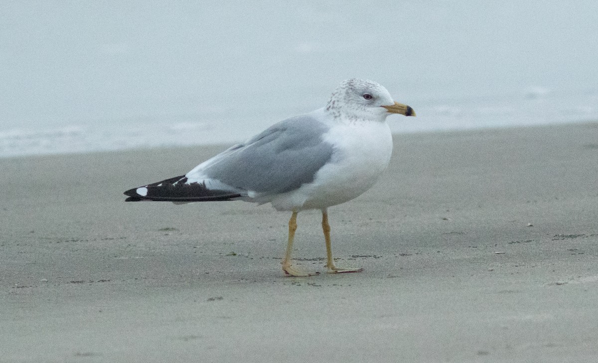 Ring-billed Gull - ML615301727