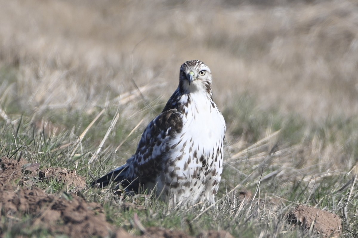 Red-tailed Hawk - Curtis Stewart