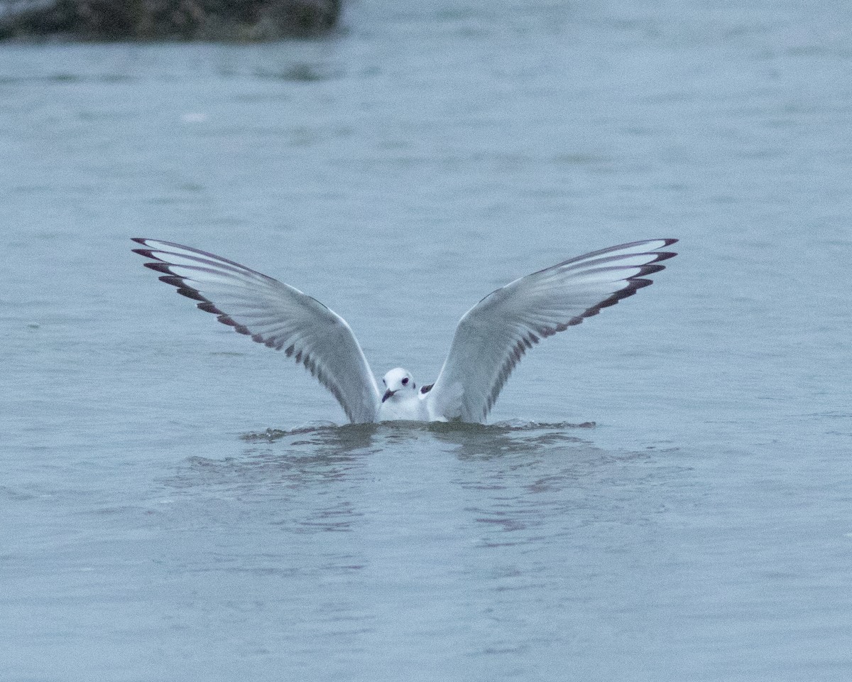 Mouette de Bonaparte - ML615301820