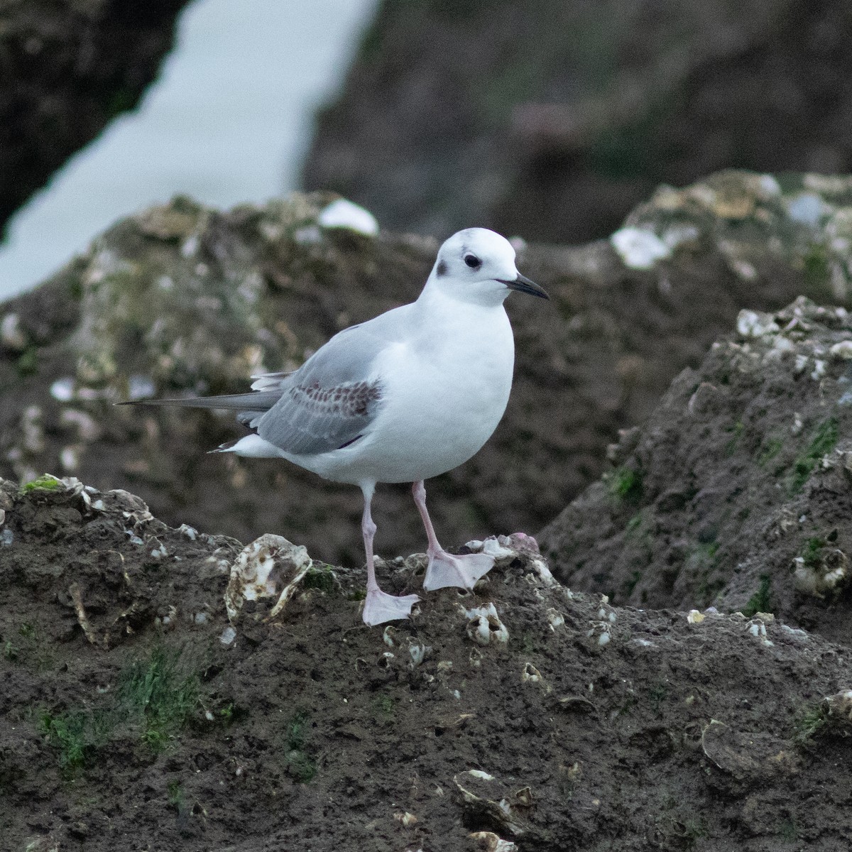 Bonaparte's Gull - ML615301823