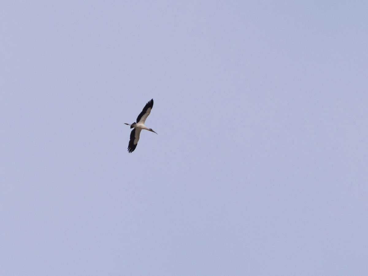 Wood Stork - ML615301894
