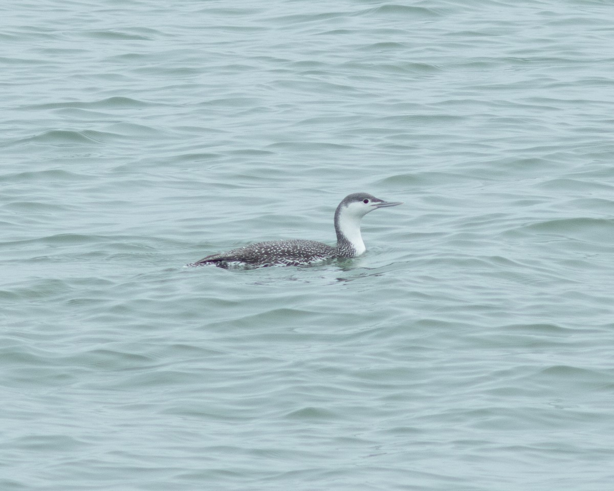 Red-throated Loon - ML615301904