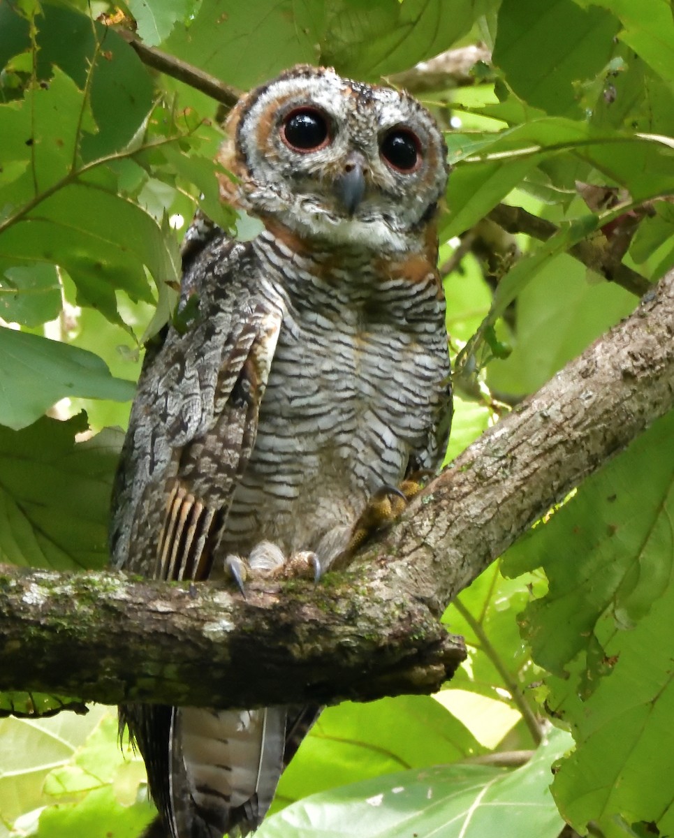 Mottled Wood-Owl - Polly Kalamassery