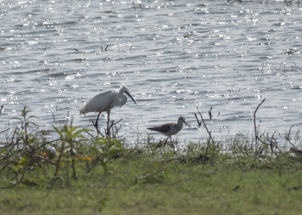 Little Egret - ML615301913