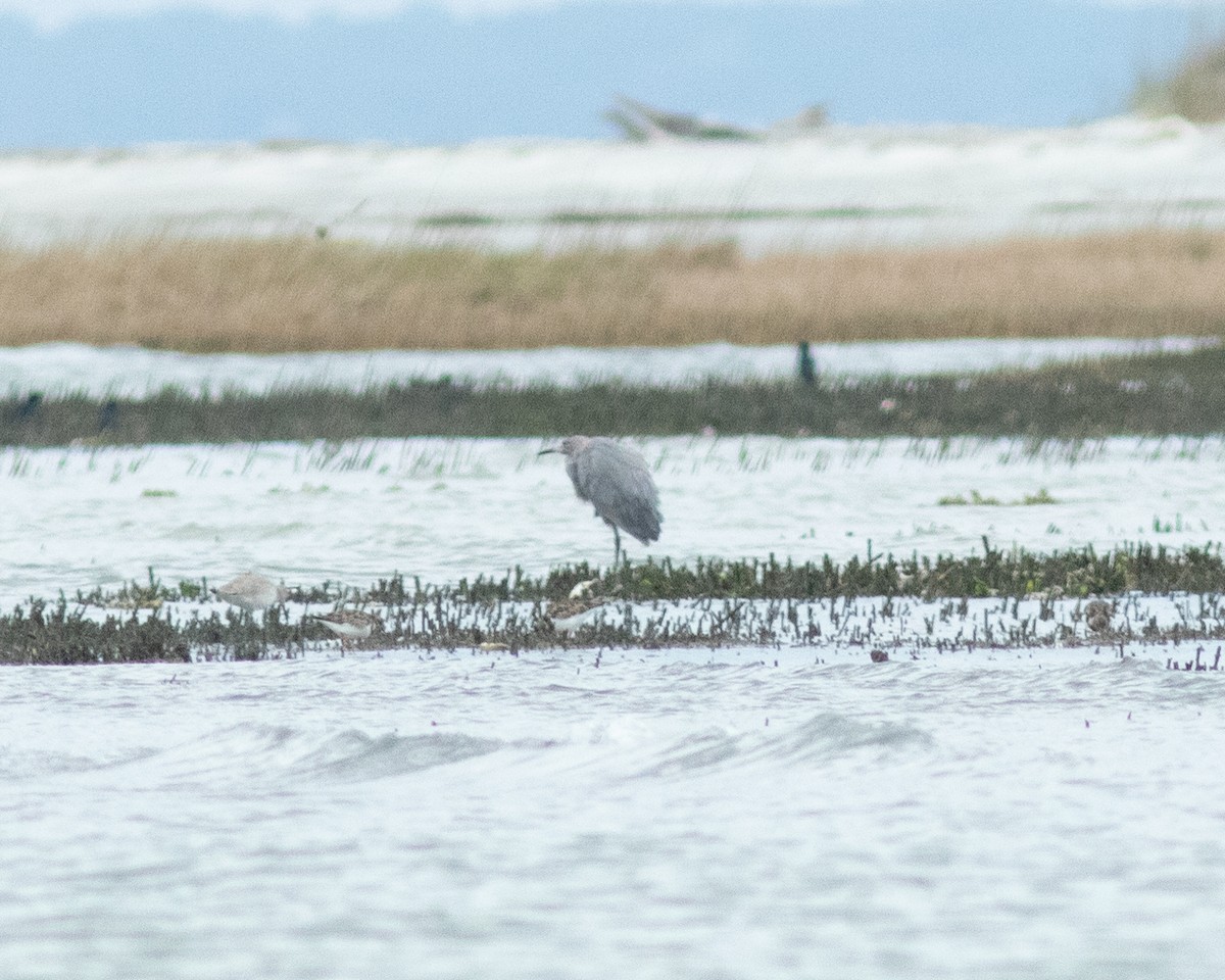 Reddish Egret - ML615301944