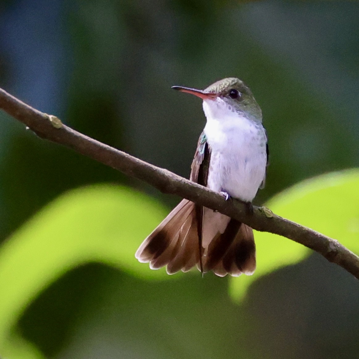 White-bellied Emerald - ML615301975