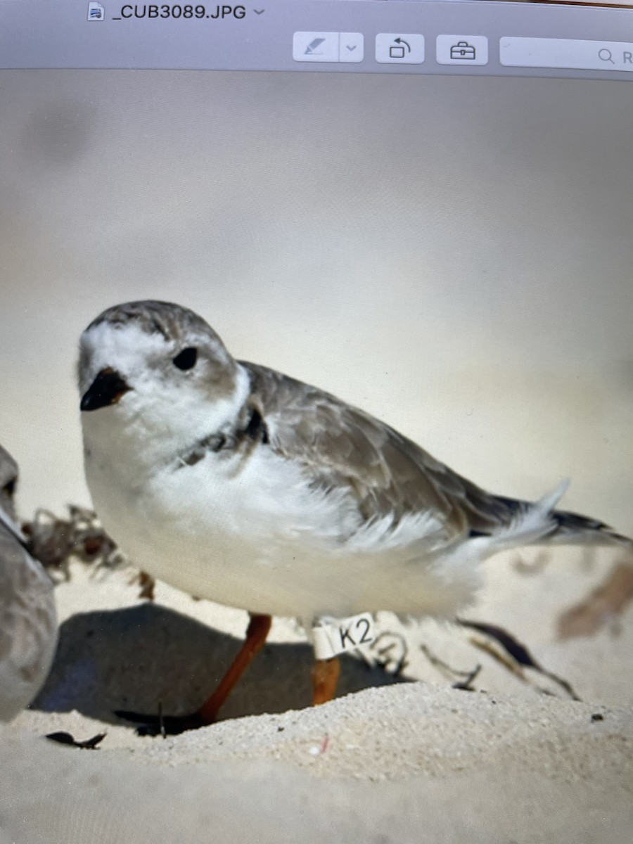 Piping Plover - Diane Guilbault