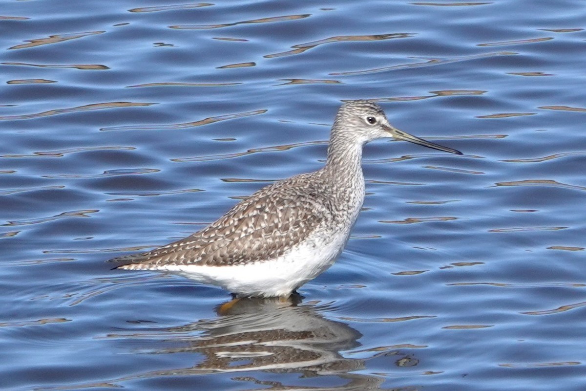 Greater Yellowlegs - ML615302013