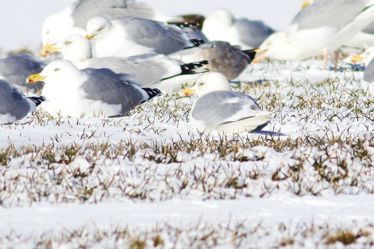 Iceland Gull - George Forsyth