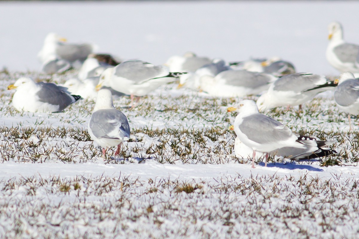 Iceland Gull - ML615302043