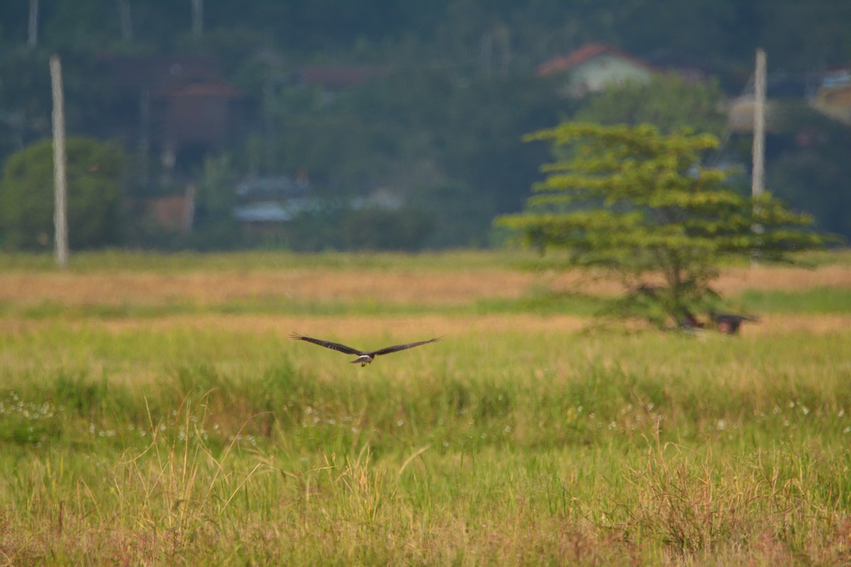 Pied Harrier - Álvaro García Martín