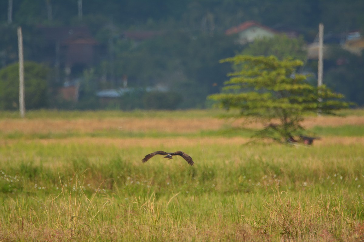 Pied Harrier - Álvaro García Martín