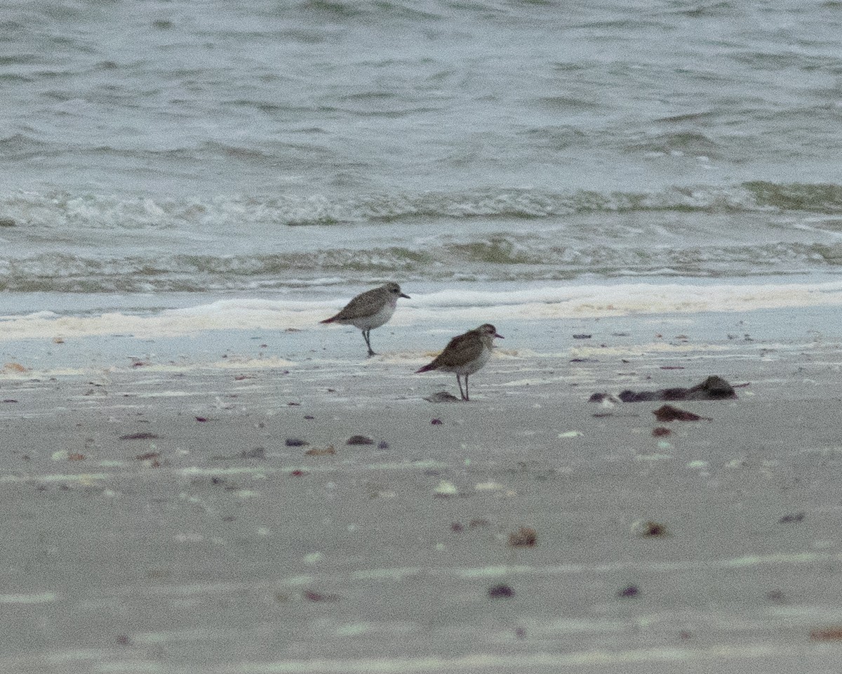 American Golden-Plover - ML615302070