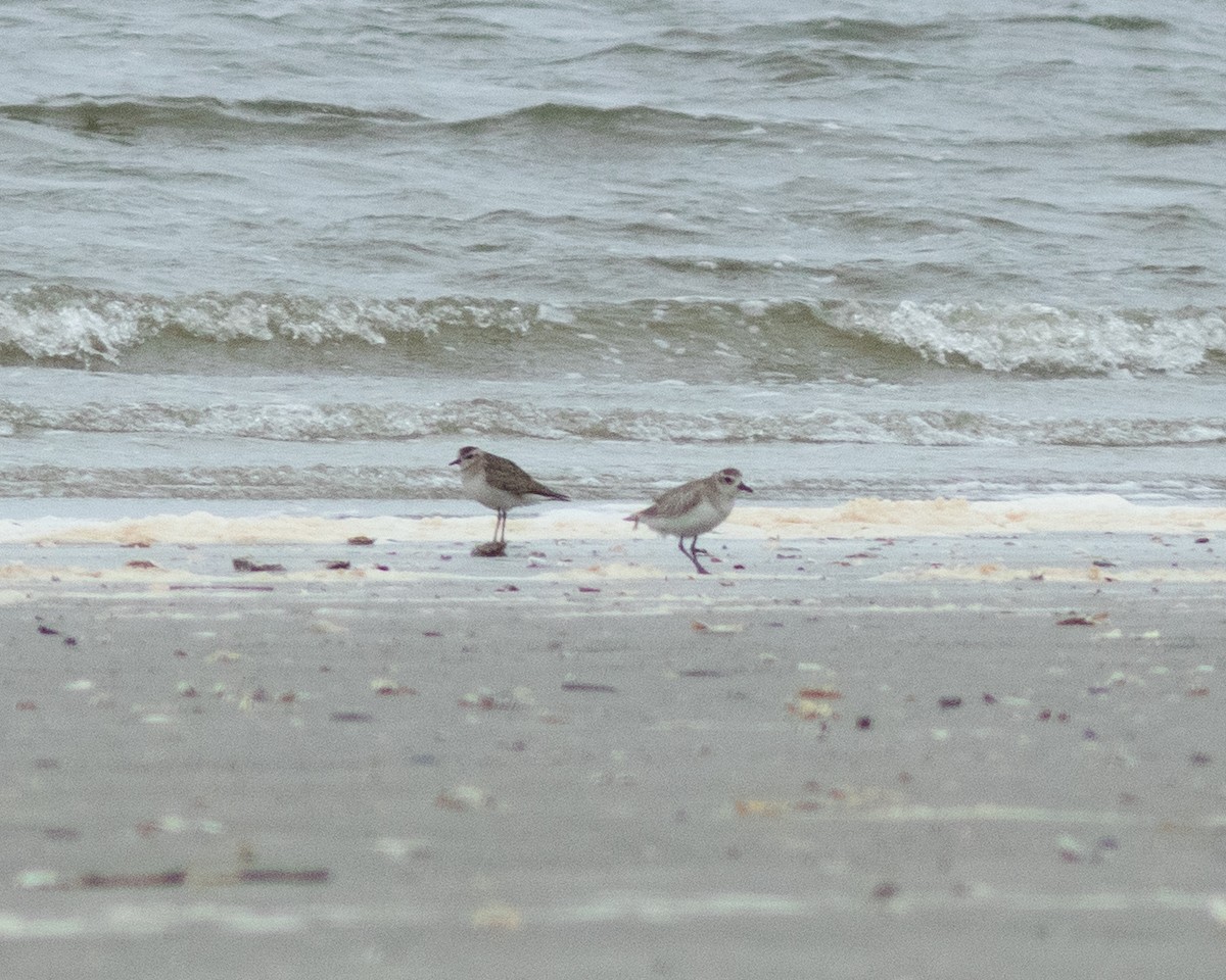 American Golden-Plover - ML615302071