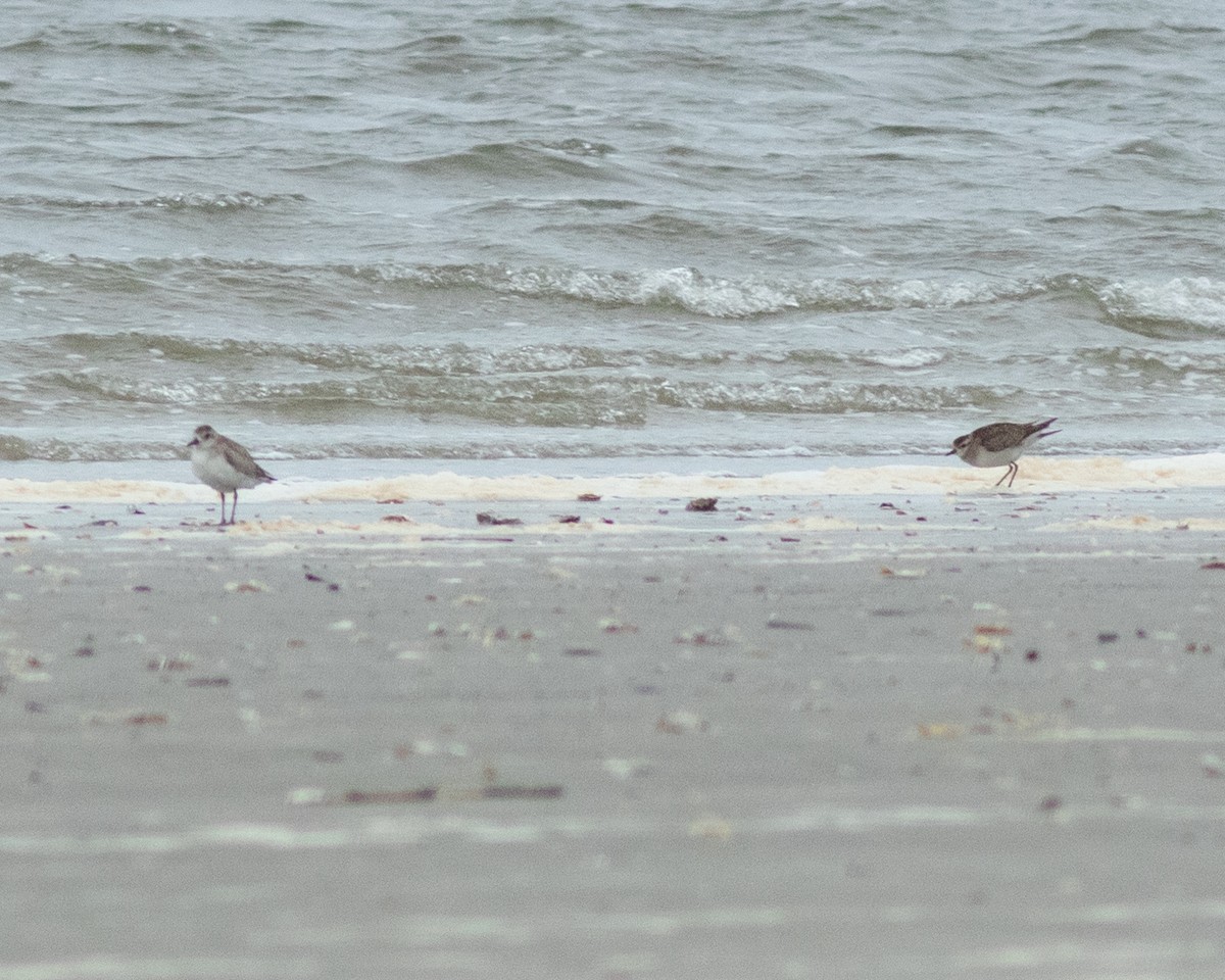 American Golden-Plover - ML615302072