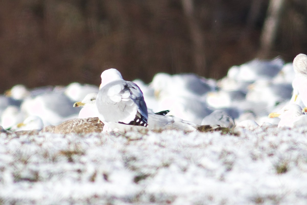 Herring Gull - George Forsyth