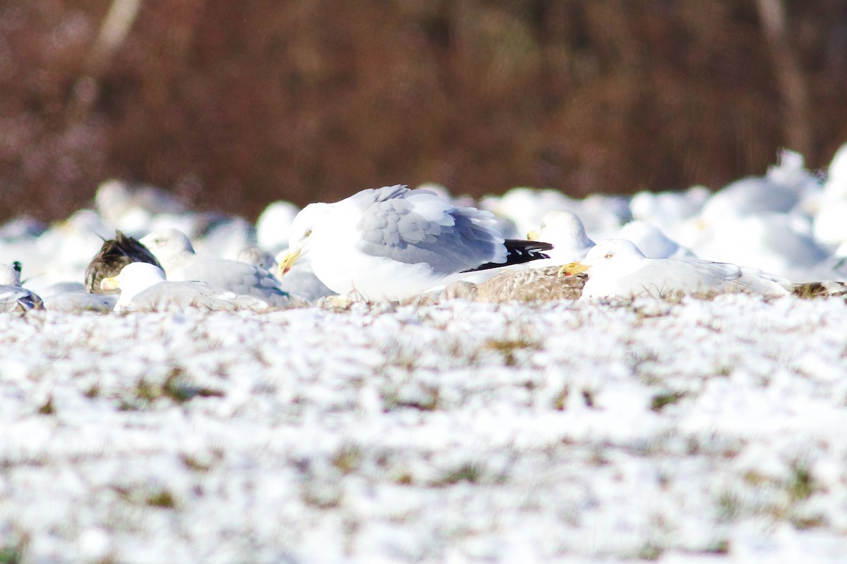 Herring Gull - George Forsyth