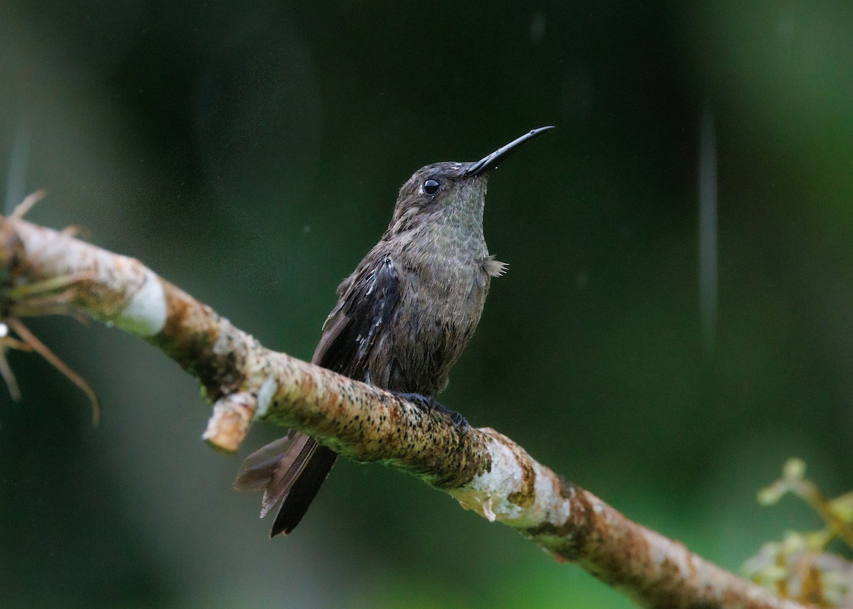 Colibrí Apagado - ML615302124