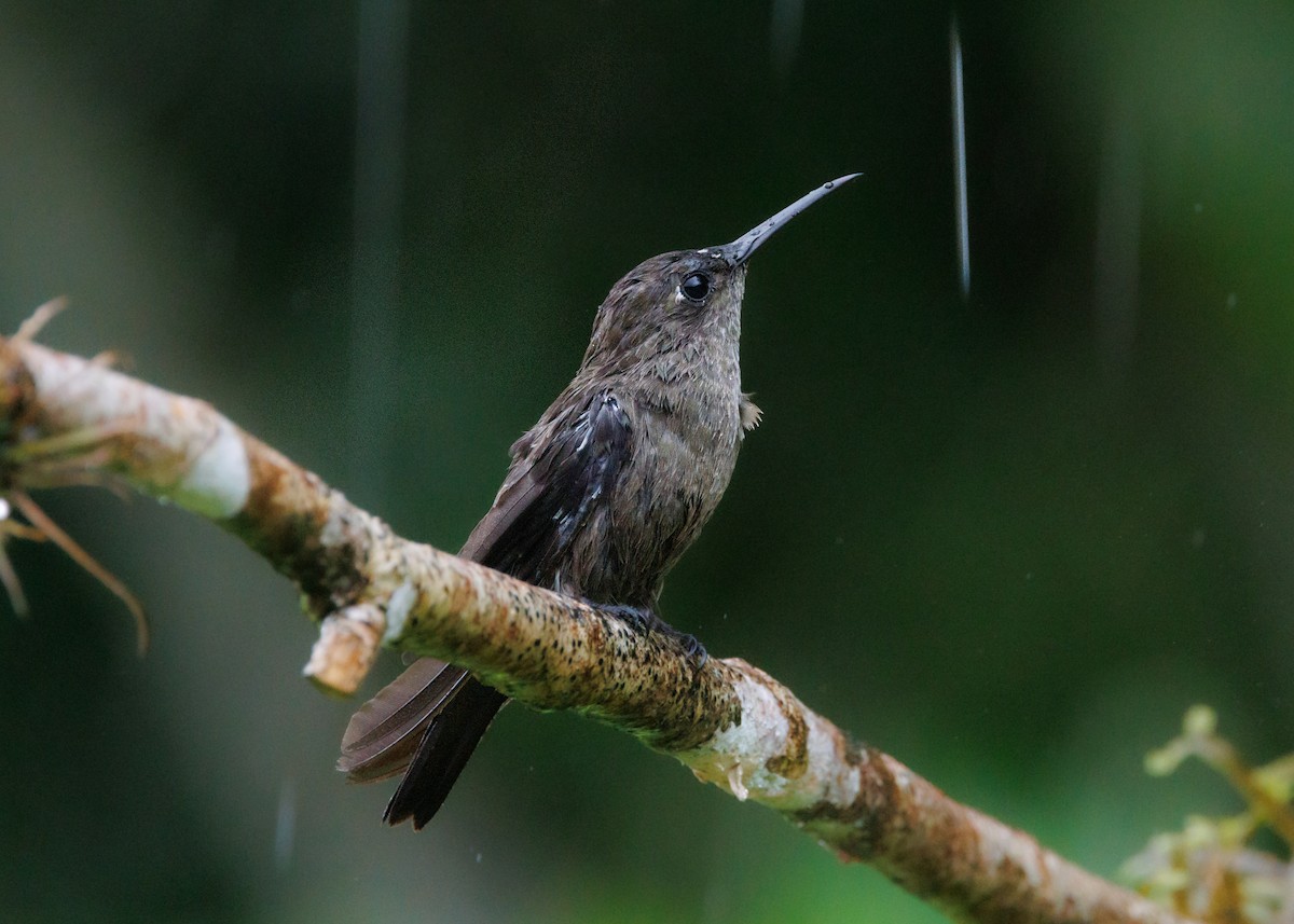 Colibrí Apagado - ML615302125