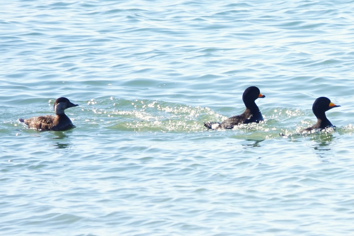 Black Scoter - ML615302149