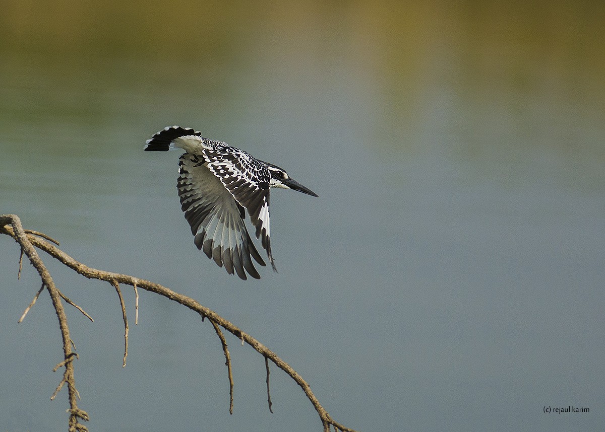 Pied Kingfisher - ML615302153