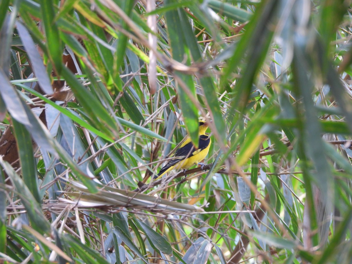 Indian Golden Oriole - ML615302158