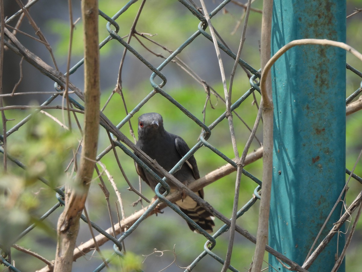 Gray-bellied Cuckoo - ML615302162