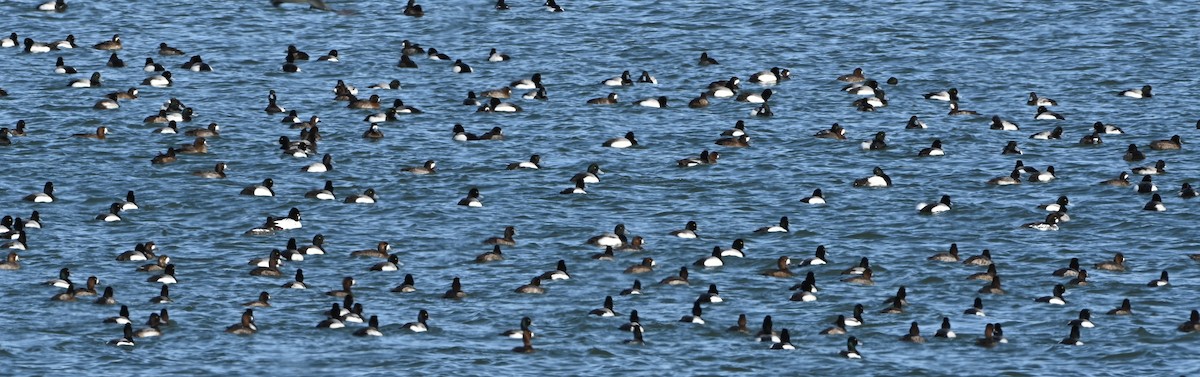 Greater Scaup - ML615302193