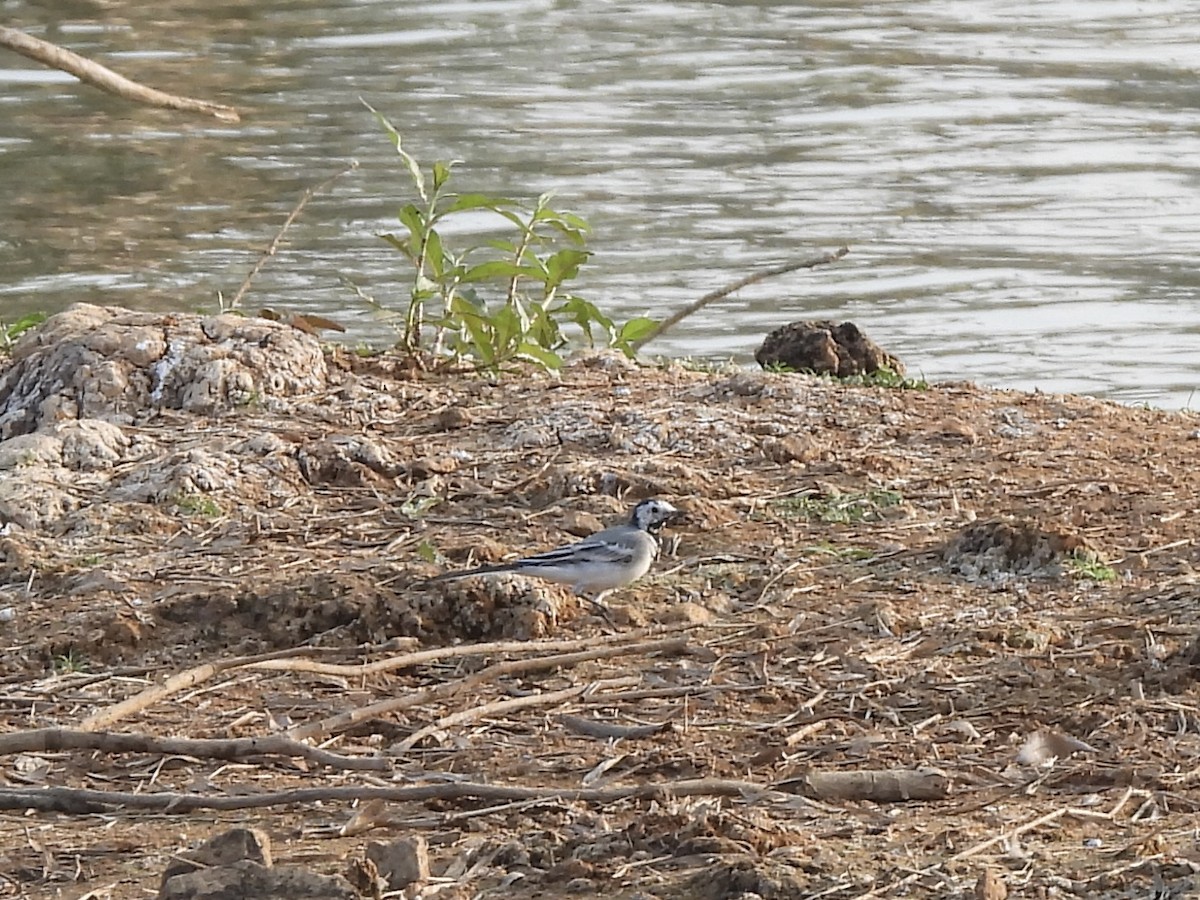 White Wagtail - ML615302201