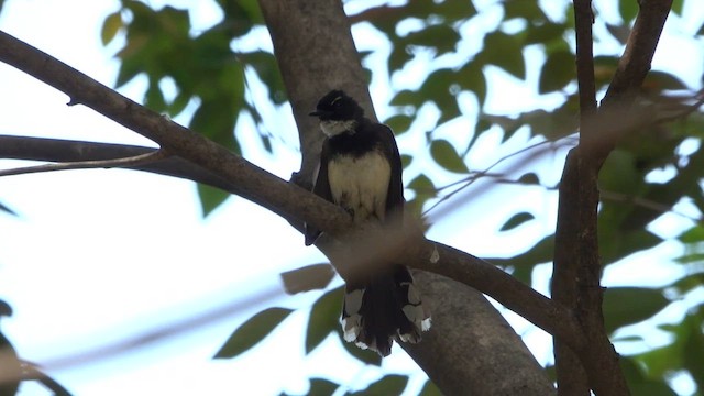 Ошейниковая веерохвостка - ML615302230