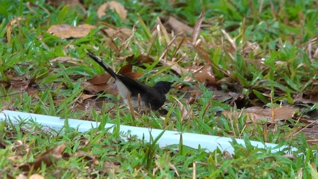 Ошейниковая веерохвостка - ML615302231