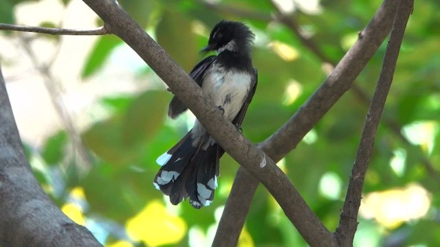 Ошейниковая веерохвостка - ML615302232