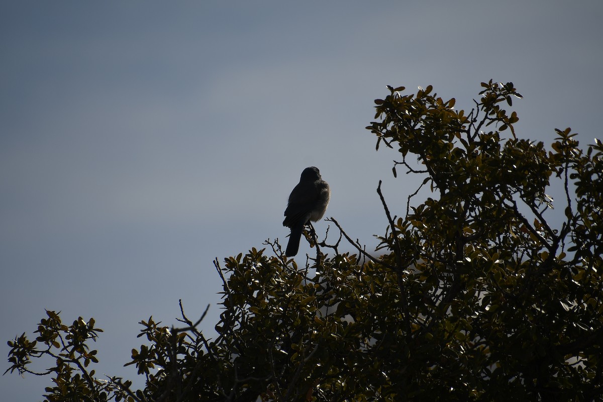 Mexican Jay - ML615302253