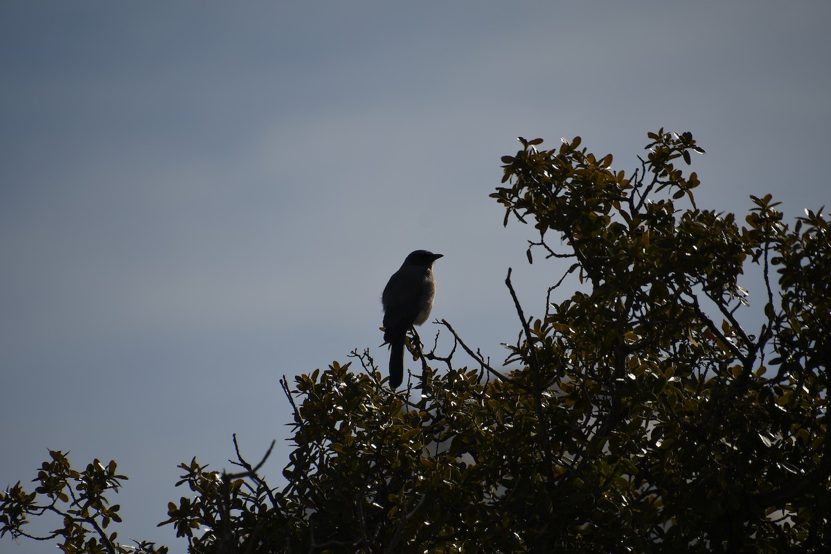 Mexican Jay - ML615302254