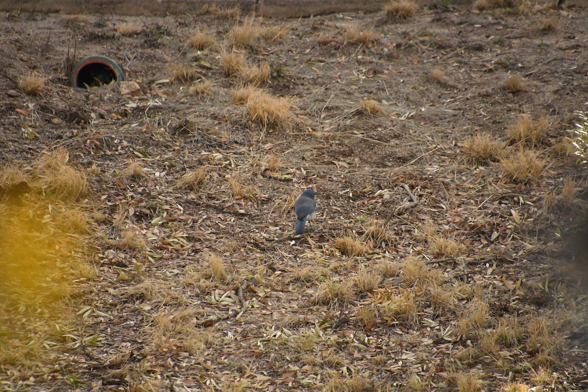 Mexican Jay - ML615302255