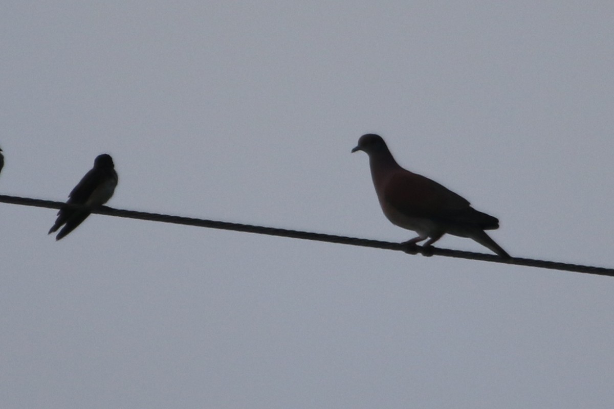 Pale-vented Pigeon - ML615302327