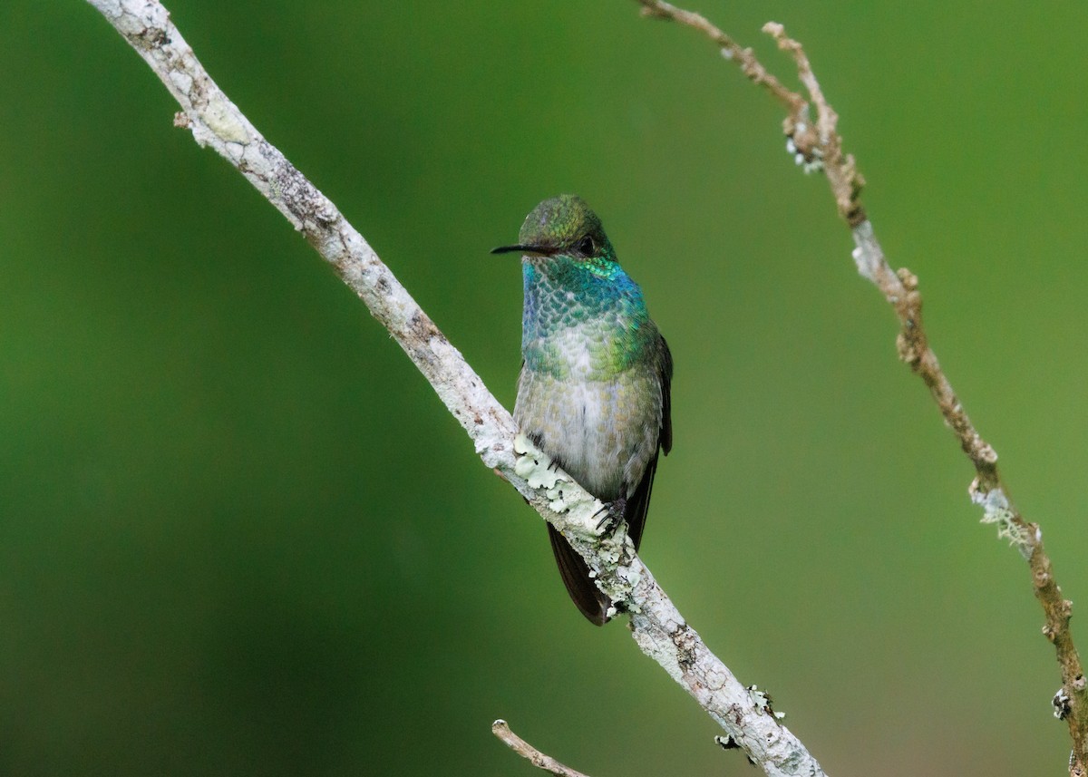 tupikolibri (versicolor gr.) - ML615302344